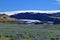 Solheimajokull Glacier and Myrdalsjokull Ice Cap behind Field of Lupines, Southern Iceland