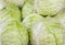 Solid background of fresh ripe and natural cabbage