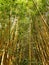 Solid bamboo thickets. Wall of reed and bamboo