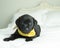 Solid black lab puppy with yellow bandana rests on white bed