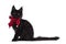 Solid black Maine Coon cat kitten on white in christmas setting