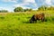 Solid brown Galloway bull quietly grazing