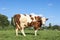 Solid brown and white dairy cow standing upright in a pasture, fully in focus, blue sky, on green grass in a meadow