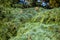 A solid carpet of young branches of a spruce tree, partially out of focus, creates a green pattern for presentation or for website