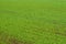 Solid green background of seedlings of winter cereal crops