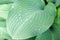 Solid green hosta leaf