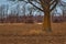 Solid oak tree trunk in agricultural field