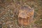 SOLID PIECE OF TREE STUMP BEING USED AS WOOD CHOPPING BLOCK