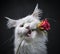 Solid white Maine Coon cat holding red rose