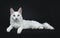 Solid white young Turkish Angora cat with green eyes laying side ways isolated on black background looking at camera