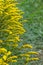 Solidago canadensis called Canadian Goldenrod, vertical photo. Ornamental plant with autumn yellow flowers bloom. Floral yellow