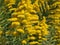 Solidago canadensis or Canada goldenrod or Canadian goldenrod.