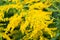 Solidago canadensis Canada goldenrod yellow flowers