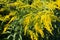 Solidago canadensis Canada goldenrod yellow flowers