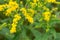 Solidago canadensis,  Canada goldenrod yellow flowers closeup selective focus