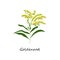 Solidago canadensis, Goldenrod flower. Botany Set herbs.