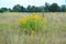 Solidago canadensis plant. A blooming with yellow flowers Canadian solidago, goldenrod, an invasive weed is growing in the meadow