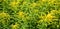 Solidago, commonly called goldenrods,