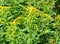 Solidago, commonly called goldenrods,