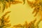 Solidago flower on yellow background
