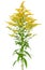 Solidago gigantea flower