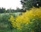 Solidago gigantea or Goldenrod plant