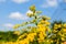 Solidago gigantea - Goldenrod, tall goldenrod, giant goldenrod -