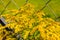 Solidago gigantea - Goldenrod, tall goldenrod, giant goldenrod -