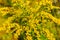 Solidago gigantea - Goldenrod, tall goldenrod, giant goldenrod -