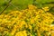 Solidago gigantea - Goldenrod, tall goldenrod, giant goldenrod -