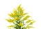 Solidago, goldenrod