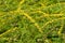 Solidago rugosa \\\'Fireworks\\\' flowers. Asteraceae perennial plants native to North America.