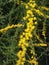 Solidago Sempervirens Flower.