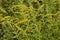 Solidago virgaurea -