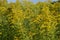 Solidago virgaurea -