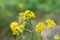 Solidago virgaurea, European goldenrod or woundwort yellow flowers