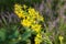 Solidago virgaurea, European goldenrod yellow flower