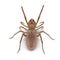 Solifugae or Camel Spider with Fur Isolated on White Background 3D Illustration