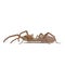 Solifugae or Camel Spider with Fur Isolated on White Background 3D Illustration