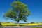 Solitaire deciduous tree with an asphalt road in front of a flowering field