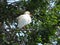 Solitaire white birding sitting in the morning sun