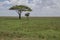 Solitary acacia tree