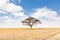 Solitary acacia tree in African savana plain in Kenya.