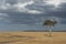 Solitary Acacia Tree at masai Mara National Park