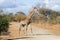Solitary adult giraffe crossing a dirt road alone under a moody sky