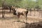 Solitary adult male eland