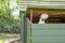 Solitary adult Silkie Hen seen looking out of her Hen House having just played an egg.