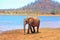 Solitary African Elephant standing on the waters edge of Lake Karibe in Zimbabwe