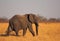 Solitary african elephants walking through the golden sunlit plains in Hwange National Park