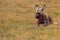 Solitary African Wild Dog eating